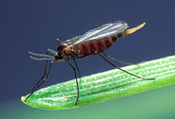 The Hessian fly, Mayetiola destructor: Click here for full photo caption.