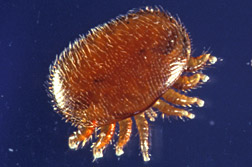 Close-up of a Varroa jacobsoni mite: Click here for photo caption.