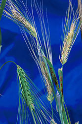 Fusarium head blight (shown above in the lighter, discolored barley heads): Click here for full photo caption.