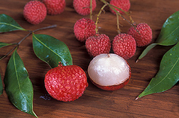 Lychee, Litchi chinensis, was first introduced into Hawaii 100 years ago, but has been cultivated in China for nearly 4,000 years: Click here for full photo caption.