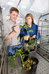 Looking for signs of resistance, geneticists examine resistant (being held) and susceptible potato plants that have been inoculated with Phytophthora infestans, the causal agent of late blight: Click here for full photo caption.