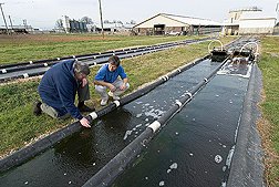 University of Maryland ecologist (left) and ARS microbiologist examine algae growing on a shallow raceway at the BARC Dairy Research Unit: Click here for full photo caption.