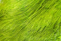 Close-up of algae growing on an algal turf scrubber: Click here for full photo caption.