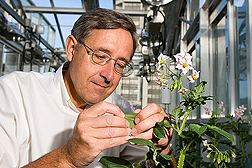 In a greenhouse at the Vegetable Crops Research Unit in Madison, Wisconsin, botanist works to identify the origins (or species) of potato germplasm known as “Neo-Tuberosum.”: Click here for full photo caption.