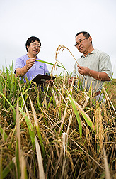 In a Stuttgart, Arkansas, rice field, ARS plant molecular pathologist (left) evaluates sheath blight disease in a mapping population with his assistant: Click here for full photo caption.