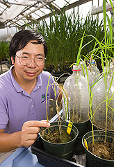 Using the microchamber method, plant molecular pathologist evaluates sheath blight disease of rice seedlings a week after inoculation with the fungus Rhizoctonia solani: Click here for full photo caption.
