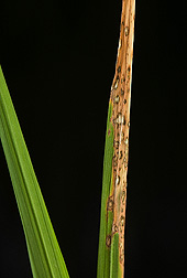 A diseased rice leaf 1 week after inoculation with the rice blast fungus Magnaporthe oryzae under greenhouse conditions at Dale Bumpers National Rice Research Center, Stuttgart, Arkansas: Click here for photo caption.