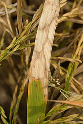 A rice leaf exhibiting typical watermark lesions associated with sheath blight disease: Click here for photo caption.