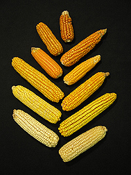 Maize varies widely in carotenoid content, which affects the grains’ color. The white kernels here have almost no carotenoids, while the orange ones are almost as high in them as carrots: Click here for full photo caption.