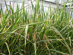 Golden Rice-2 plants growing in a greenhouse: Click here for photo caption.