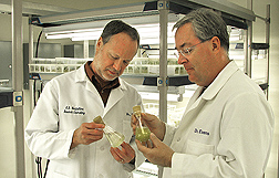 Geneticist (left) and ecologist inspect two green algae cultures for an ongoing study of the effects of fertilizers on algal growth: Click here for full photo caption.