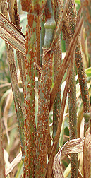 Ug99-infected wheat from a nursery in Njoro, Kenya: Click here for photo caption.