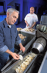 Pilot plant operator (right) and food technologist prepare slices of potatoes for frying and evaluation: Click here for full photo caption.