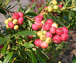 Featured in many garden catalogs and magazines this spring, Pink Lemonade was developed as part of ARS’s blueberry breeding program at Chatsworth, New Jersey: Click here for photo caption.