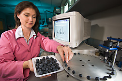 Horticulturist Donna Marshall measures blueberry firmness to determine the correlation between fruit firmness and susceptibility to fruit splitting: Click here for full photo caption.