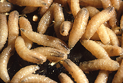 Flesh-eating screwworms: Click here for full photo caption.