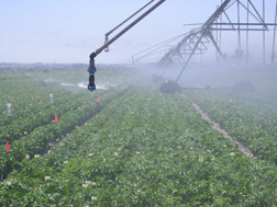 A half-circle spinning spray-plate sprinkler being evaluated on a potato research plot: Click here for photo caption.