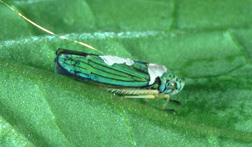 A blue-green sharpshooter being monitored during feeding: Click here for photo caption.