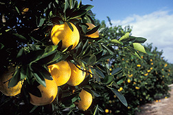 Most of the U.S. citrus grown today was developed from ARS varieties or rootstock and is high yielding and disease resistant: Click here for photo caption.