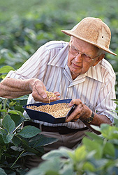 Agronomist Edgar E. Hartwig devoted half a century to soybean research, developing productive plants with resistance to insects, nematodes, and diseases: Click here for full photo caption.