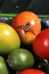 Mediterranean fruit fly: Click here for full photo caption.