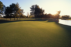 After establishment, a new putting green usually starts off having a uniform appearance if it's free of weeds. But mutations in a bermudagrass green, in time, can cause off-types of bermudagrass to appear: Click here for full photo caption.