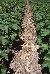 The abundant residue on the soil of this no-till cotton crop planted into an unplowed cornfield will help prevent erosion from wind and rain: Click here for full photo caption.