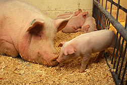 A sow and her piglets: Click here for full photo caption.