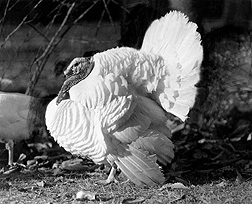 Beltsville Small White turkey: Click here for full photo caption.