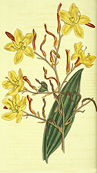 Watercolor in the Rare and Special Collections of the National Agricultural Library: Click here for photo caption.
