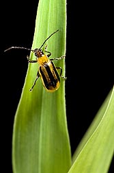Adult female western corn rootworm, Diabrotica virgifera, on a corn leaf: Click here for photo caption.