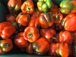 In foods like bell peppers, volatiles are important to flavor research, and WRRC researchers have identified hundreds of such compounds: Click here for photo caption.