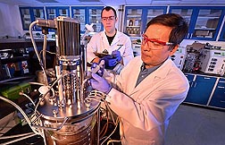 Molecular biologist Z. Lewis Liu (right) and technician Scott Weber add a new yeast strain to a corn cob mix to test the yeast's effectiveness in fermenting ethanol from plant sugars: Click here for full photo caption.
