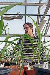 Visiting scientist Ivan Hiltpold examines corn plants for damage from western corn rootworm in a greenhouse at ARS's Plant Genetics Research Unit in Columbia, Missouri: Click here for photo caption.