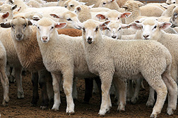Sheep throughout the world are susceptible to ovine progressive pneumonia, a slow-acting, wasting disease: Click here for full photo caption.