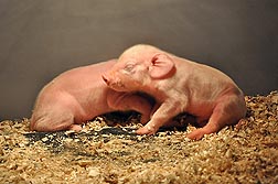These healthy piglets are about an hour old: Click here for full photo caption.