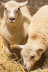 Lambs produced at the U.S. Meat Animal Research Center to have specific combinations of gene haplotypes: Click here for photo caption.