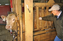 In Clay Center, Nebraska, technician Frank Reno collects swab samples from cattle hides to test for E. coli O157:H7: Click here for photo caption.
