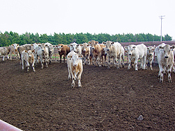 About 2 percent of cattle are supershedders of E. coli O157:H7 bacteria: Click here for full photo caption.