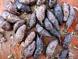 Pacific Northwest producers use slug bait to control grey field slugs like these, but the bait is often consumed by earthworms instead: Click here for photo caption.