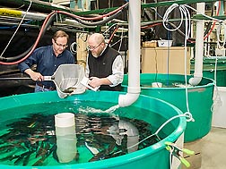 ARS fish physiologist Brian Shepherd and animal caretaker Timothy Paul select yellow perch from a tank for traits desired in breeding: Click here for photo caption.