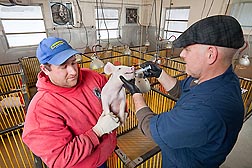 Animal caretaker Andy Covell (left) and microbiologist Joseph Urban orally inoculate a piglet in a study to eliminate infection from the parasitic roundworm Ascaris suum: Click here for photo caption.