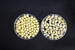 Healthy soybean seeds (left) and seeds infected by P. longicolla: Click here for photo caption.