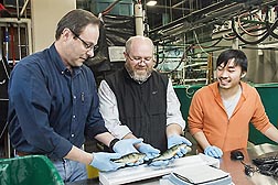 ARS fish physiologist Brian Shepherd (left), animal caretaker Timothy Paul (middle), and student Eric Vang collect data from male and female yellow perch as part of research to genetically improve the fish: Click here for full photo caption.