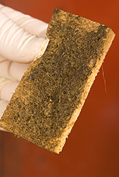 A sponge rubbed on a cow's hide to sample contaminants, including soil, manure, and microorganisms: Click here for photo caption.