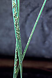 Russian wheat aphids. Click here for full photo caption.