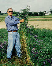 Plant Physiologist John Teasdale displays a prized mulch crop of hairy vetch. Click here for full photo caption.