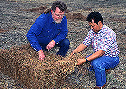 Technician (left) and agricultural forester examine a bale of pine needles.