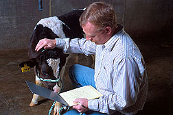 Veterinarian Marcus Kehrli records data on a dairy calf that has a genetic disorder.