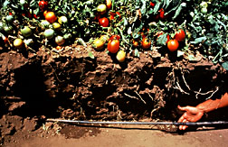 Soil cut-away to expose drip line in tomato field